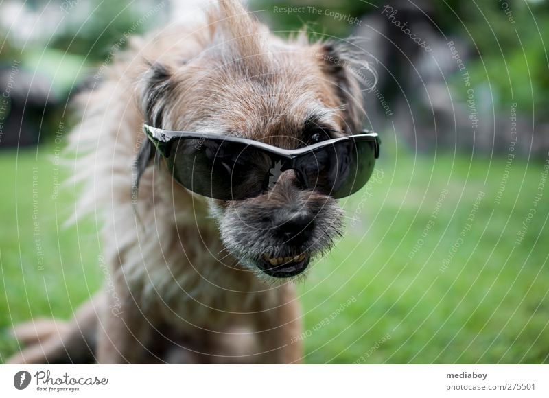 UV protection Summer Grass Garden Accessory Sunglasses Hair and hairstyles Brunette Punk Animal Dog Animal face 1 Relaxation Crouch Looking Bizarre Uniqueness