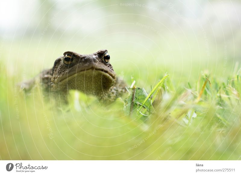 Kiss me Painted frog Grass Nature Amphibian Prince Charming Transform