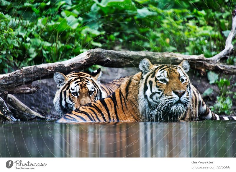 Siberian Tigers Animal 2 Looking Speed Fear die.projectors Joerg farys Watering Hole Striped Tiger skin pattern Colour photo Exterior shot Deserted Day