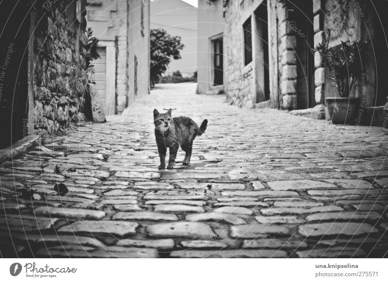 Maca Rovinj Town Old town Deserted House (Residential Structure) Wall (barrier) Wall (building) Street Lanes & trails Cobblestones Pet Cat Observe Stand Dark