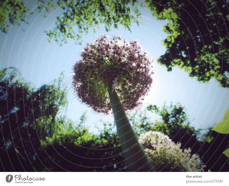 ant's perspective Nature Plant Sky Cloudless sky Sunlight Summer Beautiful weather Tree Flower ornamental garlic Garden Free Friendliness Infinity Blue Green