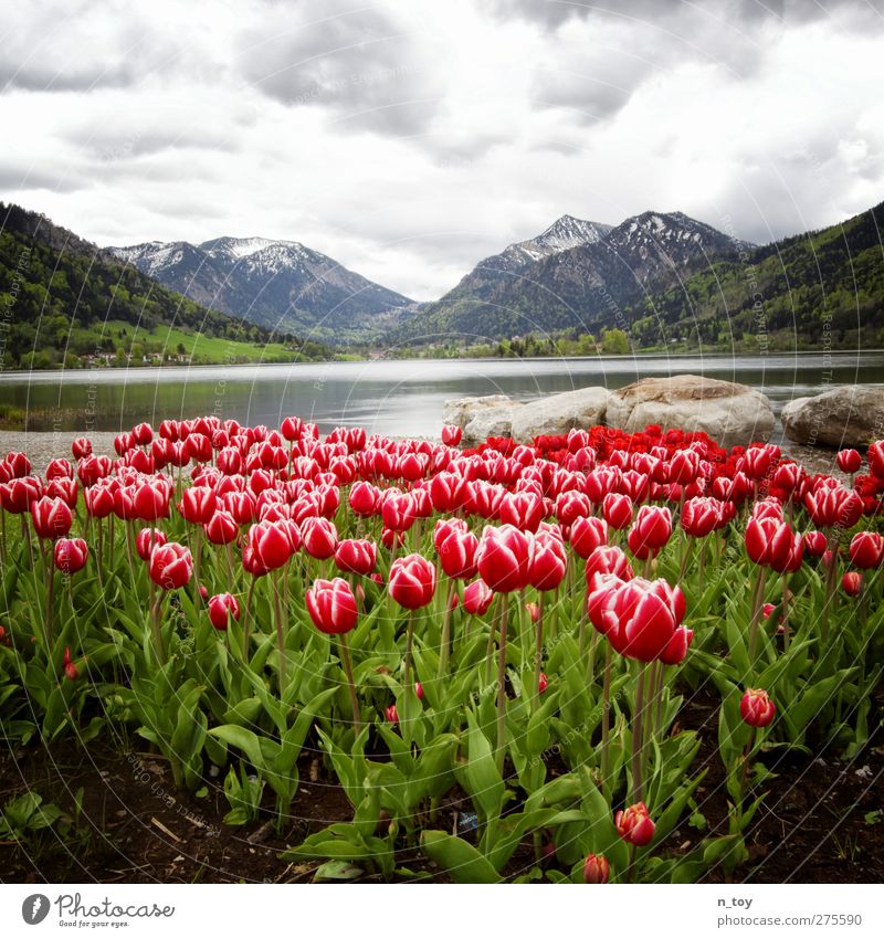 Schliersee Environment Nature Landscape Water Sky Clouds Storm clouds Weather Bad weather Rain Flower Tulip Forest Alps Mountain Peak Snowcapped peak To enjoy