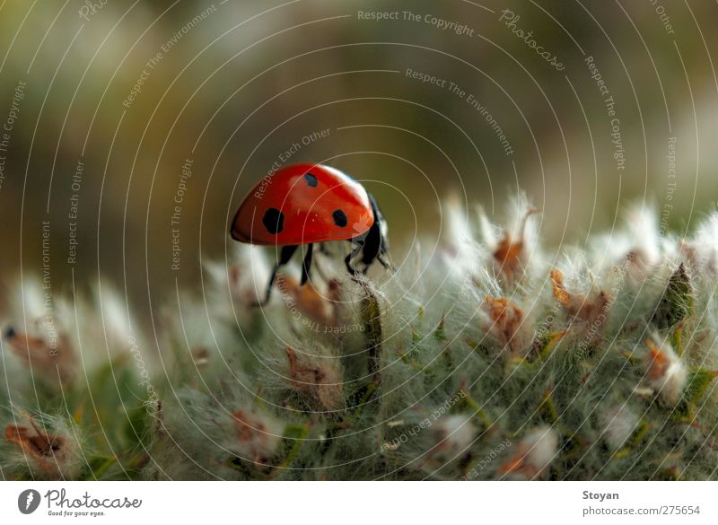 ladybug Nature Plant Bushes Moss Leaf Blossom Foliage plant Wild plant Garden Meadow Field Forest Wild animal Beetle 1 Animal Flying To feed Fantastic Free