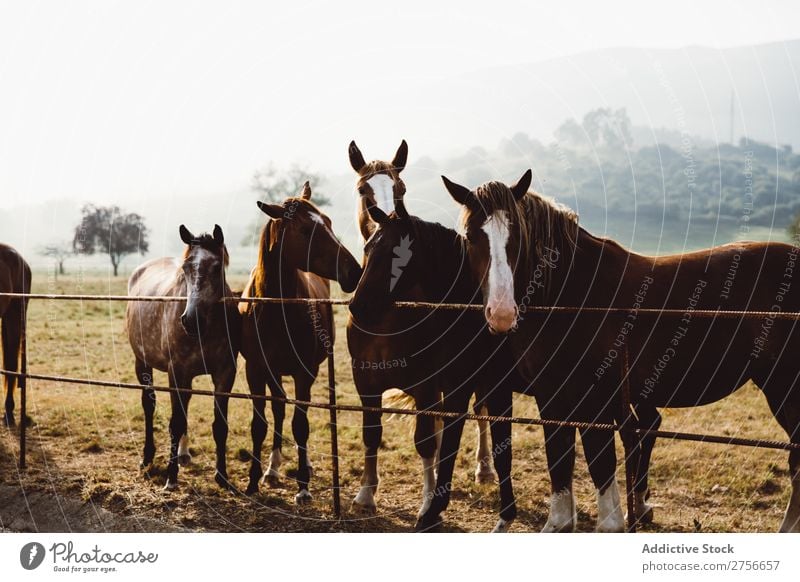 Horses standing in meadow Herd Fence Landscape Farm Nature stallion Rural Field Animal Pasture Ranch Grass Mammal Brown Domestic equestrian equine Sunbeam