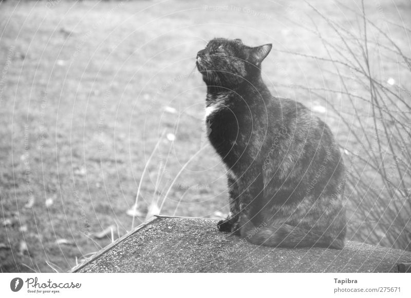 cat Cat 1 Animal Wood Happy Adventure Contentment Black & white photo Exterior shot Close-up Day Closed eyes