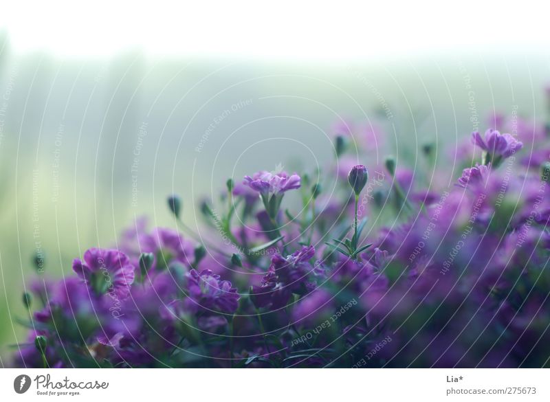 Purple flowers stretch towards the light Plant Flower Blossom Blossoming Fragrance Violet Hope Environment Growth Colour photo Exterior shot Close-up Detail