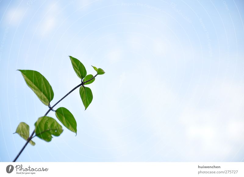 Up to the sky Nature Sky Spring Plant Leaf Fresh Healthy Positive Beautiful Blue Green Power Life Beginning Freedom Hope Joie de vivre (Vitality) Brave Future