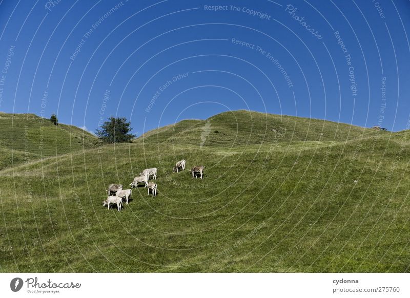 grasslands Harmonious Well-being Relaxation Calm Vacation & Travel Trip Far-off places Freedom Environment Nature Landscape Cloudless sky Summer