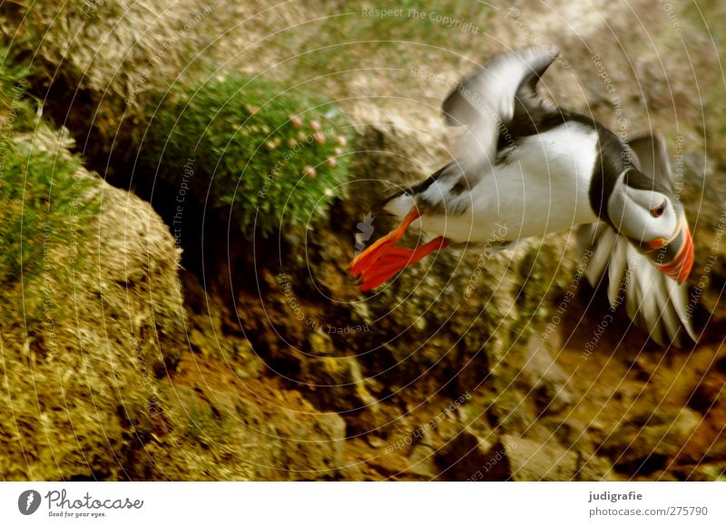 Iceland Environment Nature Earth Wild animal Bird Puffin Flying Natural Cute Multicoloured Movement Colour photo Exterior shot Day