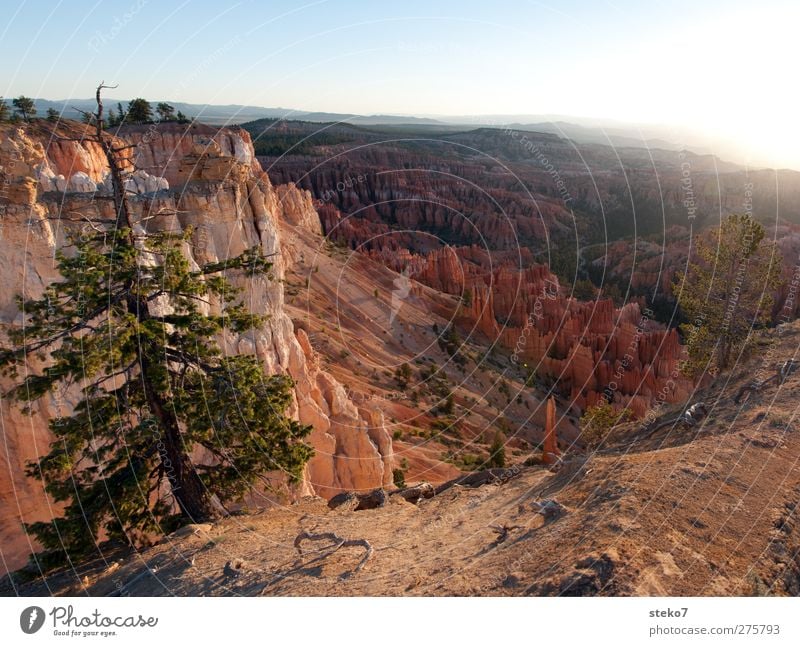 Utah morning Cloudless sky Beautiful weather Tree Rock Mountain Canyon Blue Brown Red Horizon Idyll Calm Far-off places Bryce Canyon Colour photo Exterior shot