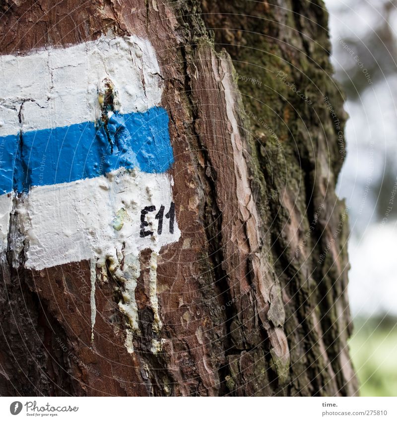 E11 Beautiful weather Tree Tree trunk Tree bark Moss Forest Sign Digits and numbers Signs and labeling Signage Warning sign Hiking Blue White Accuracy