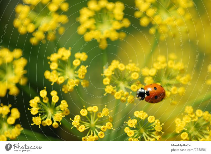 Ladybug Nature Plant Animal Water Drops of water Sunrise Sunset Sunlight Summer Climate Beautiful weather Flower Grass Leaf Blossom Garden Field Wild animal Fly