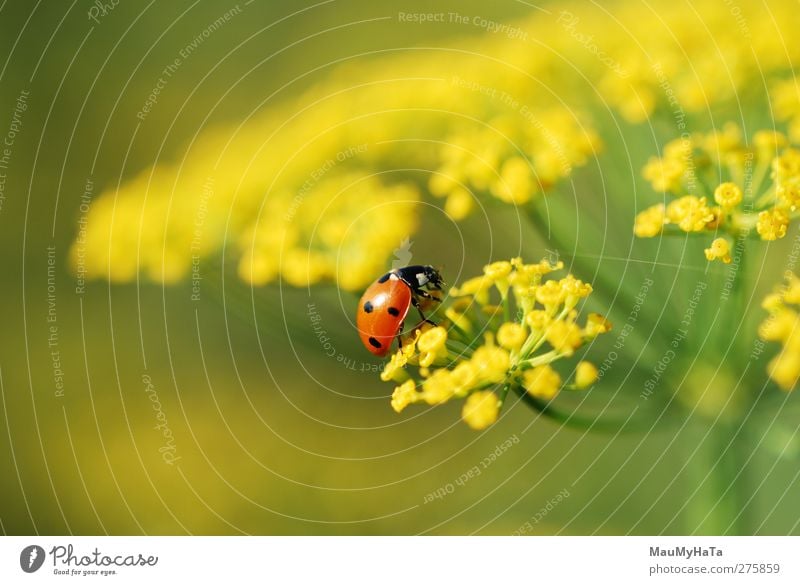 Ladybug Nature Plant Animal Water Drops of water Sun Sunrise Sunset Sunlight Summer Climate Beautiful weather Flower Grass Leaf Blossom Agricultural crop Garden