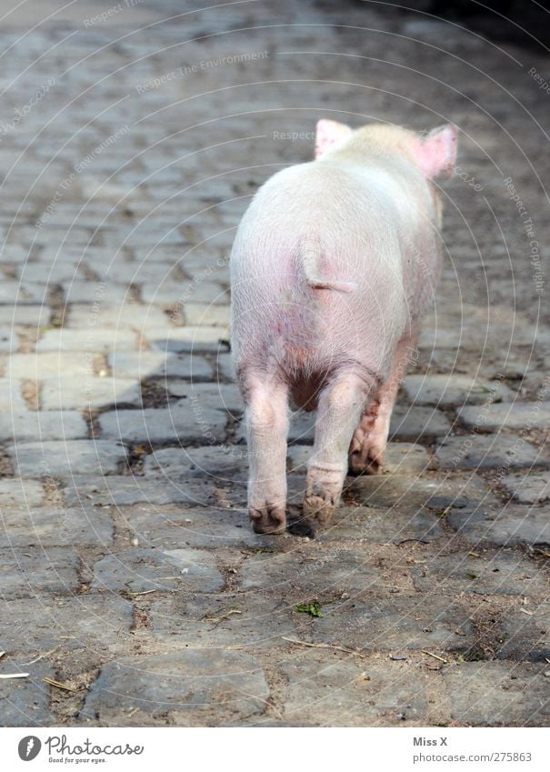 Goodbye II Animal Farm animal 1 Baby animal Small Cute Pink Timidity Piglet Swine Keeping of animals Agriculture Livestock breeding Tails Colour photo
