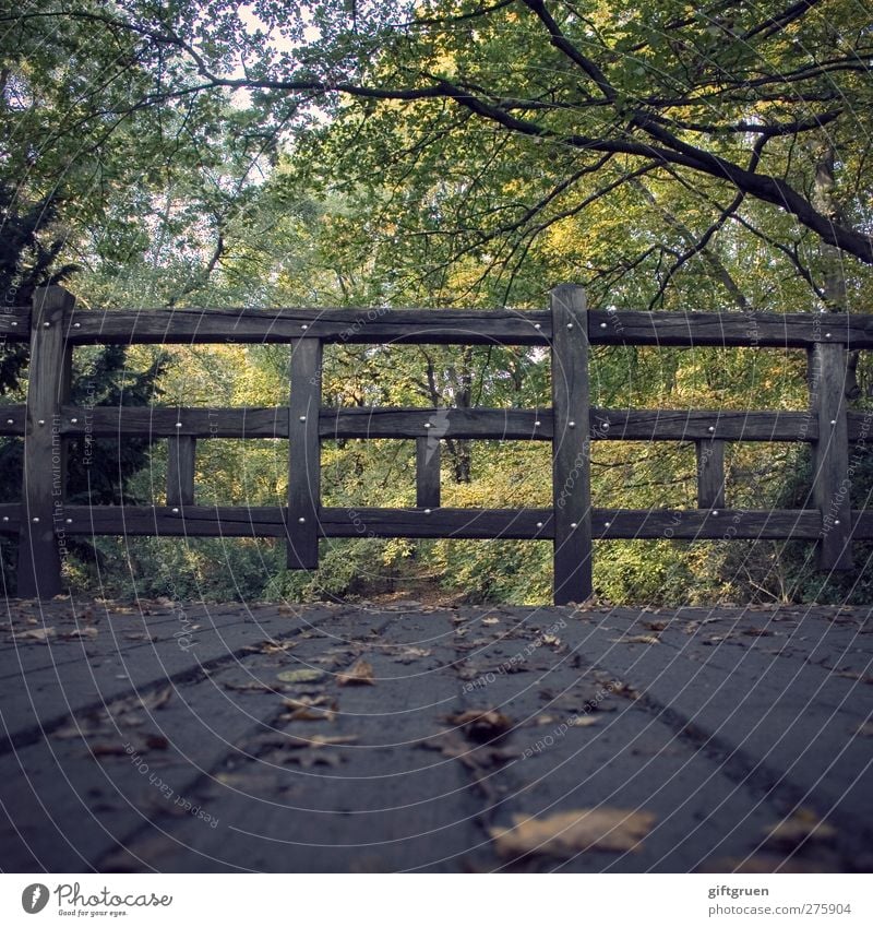 on the wrong track Environment Nature Plant Tree Leaf Forest Nostalgia Autumn Autumn leaves Autumnal Deciduous tree Handrail Bridge railing Wood Woodway