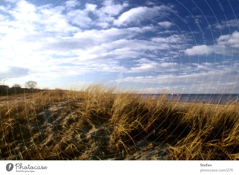 On the white beach of... Rügen Grass Ocean Usedom Clouds Plant Iceland Beach dune Baltic Sea sea coast shoreline Sand