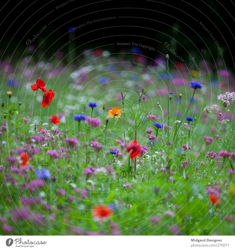 Rare Yellow Environment Nature Plant Spring Summer Blossom Creativity Joy Meadow Meadow flower Red Blue Green Blur Grass Fresh Square Relaxation Colour photo