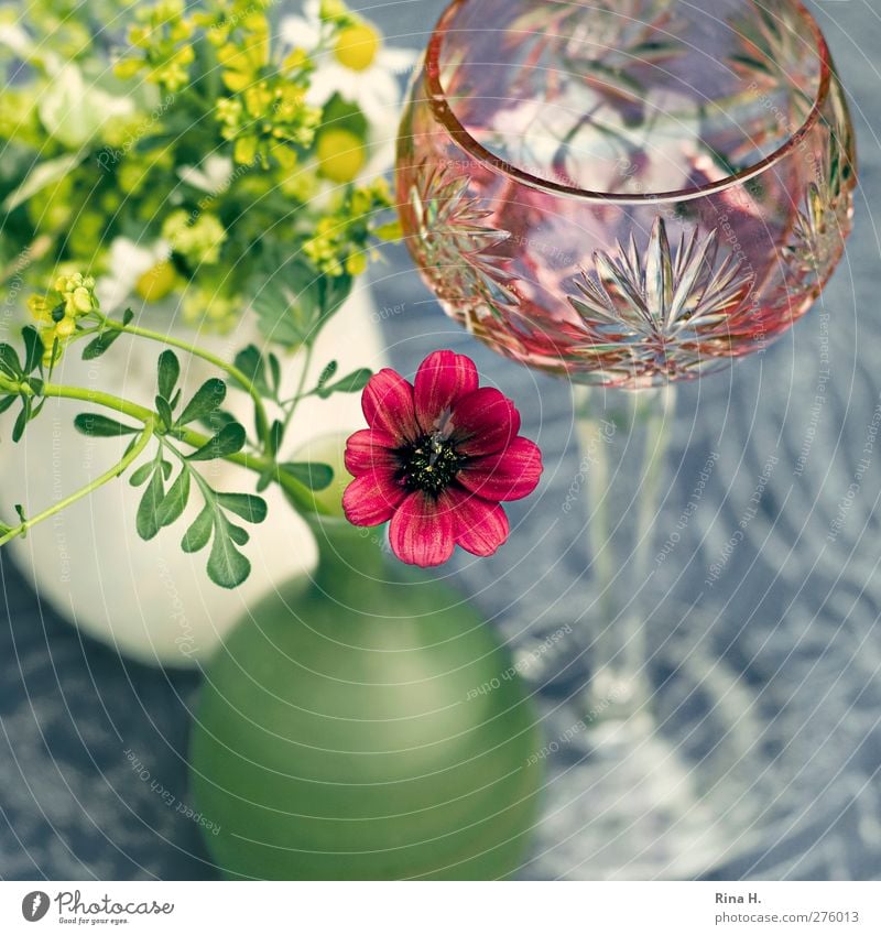 Still Glass wine glass Living or residing Flower rue chocolate flower Vase Tablecloth Table decoration Blossoming Still Life Colour photo Exterior shot Deserted