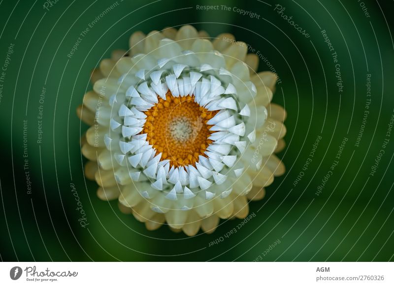 strawflower Environment Nature Plant Summer Flower Blossom Paper Daisy Garden Blossoming Esthetic Happiness Beautiful Near Round Thorny Dry Yellow Green White