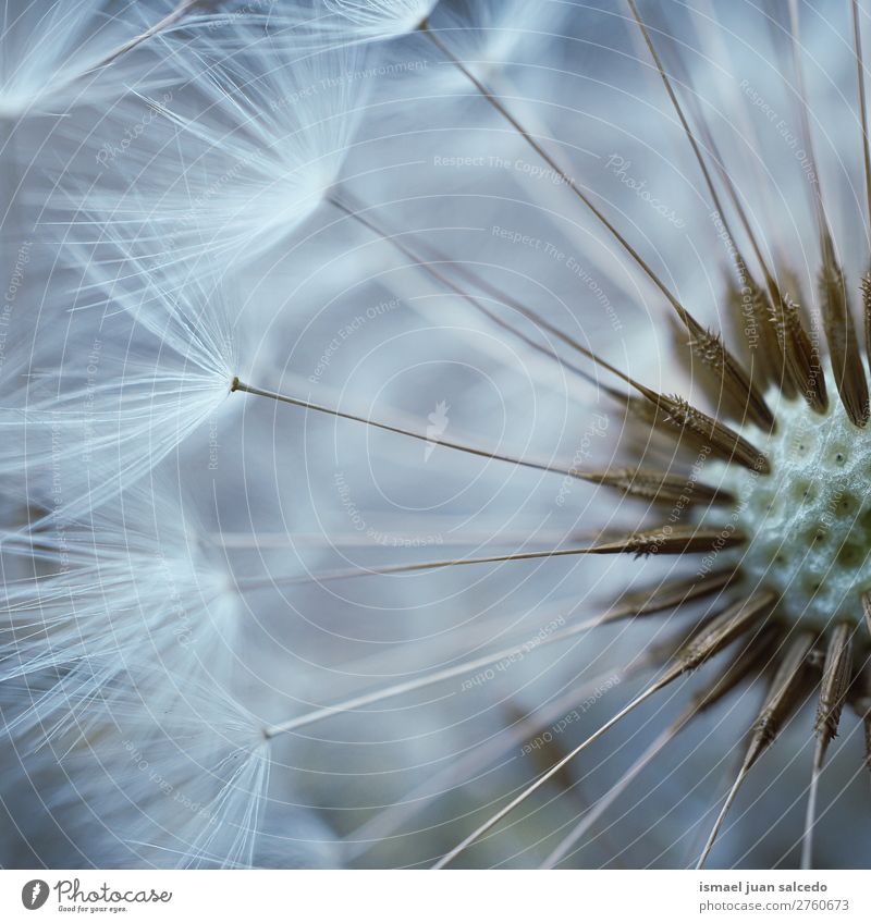 dandelion flower plant Dandelion Flower Plant seed Floral Garden Nature Decoration Abstract Consistency Soft Exterior shot background romantic fragility