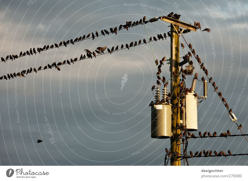 Techno Party Hardware Cable Energy industry Sky Clouds Animal Bird Flock Rutting season Flying Sit Argument Funny Cute High voltage power line Electricity pylon