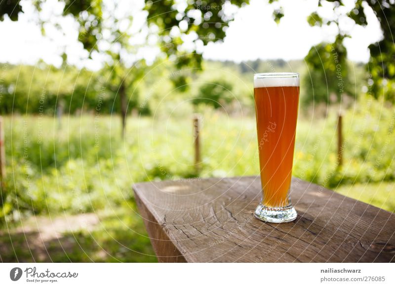 summer day Beverage Cold drink Alcoholic drinks Beer Landscape Plant Grass Garden Meadow Glass Beer glass Relaxation Delicious Brown Yellow Green Spring fever