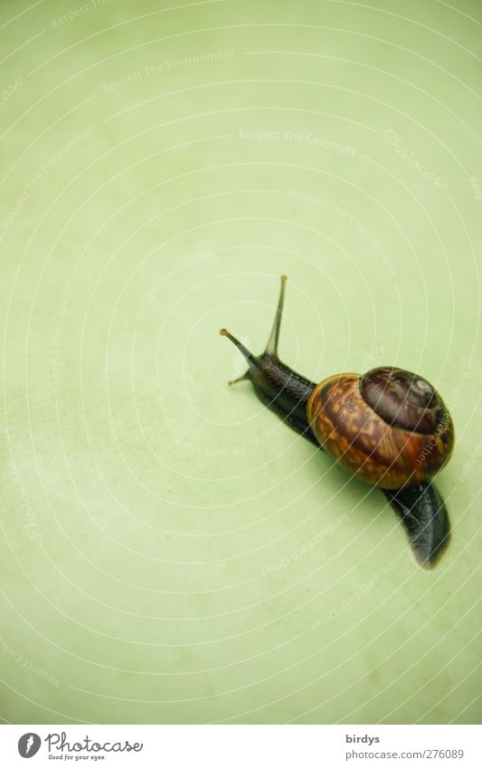Dark snail with snail shell crawls on with green background Crumpet 1 Animal Movement Esthetic Elegant Friendliness pretty Brown Green Life Pure Target Crawl