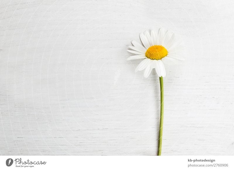 Marguerite on white background, spring concept Nature Plant Spring Summer Flower Blossoming daisy copy space blossom petals springtime romance romantic to grow