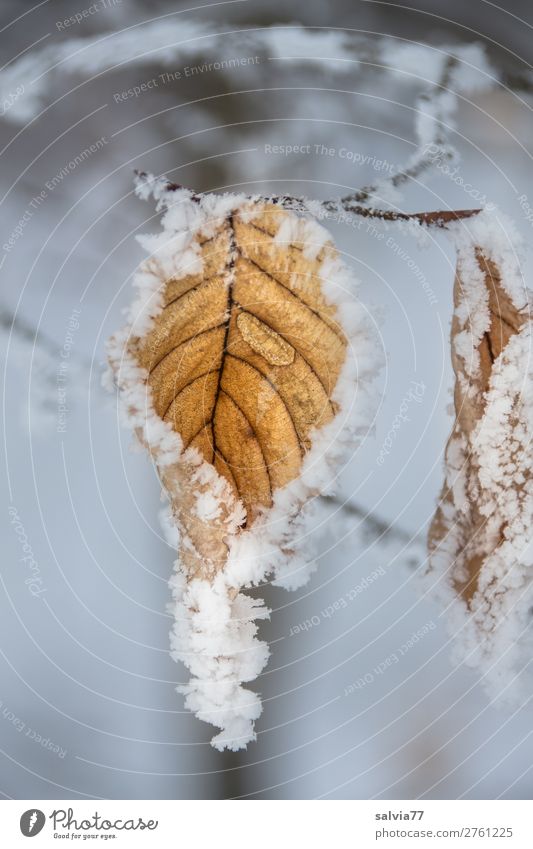 Leaf in a frost coat Environment Nature Water Drops of water Winter Weather Ice Frost Snow Plant Twigs and branches Hoar frost Esthetic Cold Brown White Calm