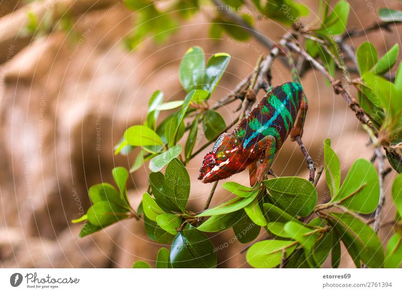 Colorful chameleon Chameleon Animal Forest Virgin forest Wild Colour Multicoloured Branch Green Nature Exotic Landscape Leaf Reptiles Close-up Tree
