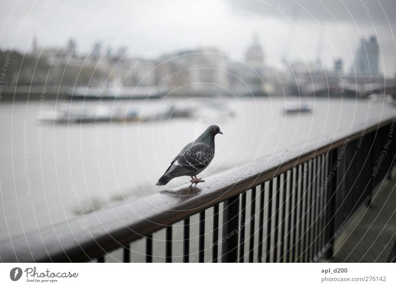 London Pigeon Vacation & Travel Tourism Tourist Attraction Animal Wild animal 1 Stand Authentic Dark Cold Blue Gray White Acceptance Banister Bird Themse