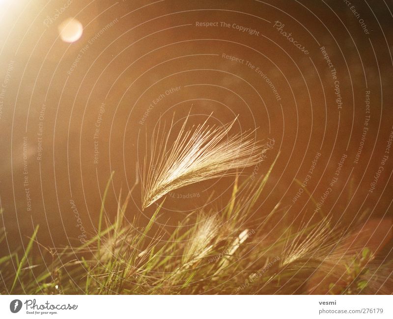 dream Nature Sunlight Grass Field Retro Warmth Brown Warm-heartedness Romance Serene Esthetic Relaxation Freedom Idyll Ease Style Moody Dreamily Grain Gorgeous