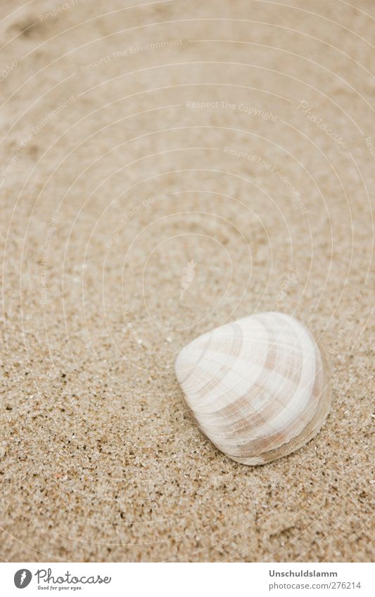 Small and chequered Environment Nature Sand Summer Beach Ocean Mussel Decoration Esthetic Bright Uniqueness Natural Beautiful Brown White Relaxation
