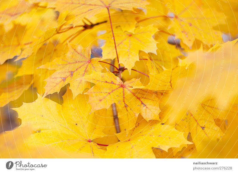yellow Nature Landscape Plant Autumn Tree Leaf Branch Yellow Colour Environment Colour photo Exterior shot Deserted Day