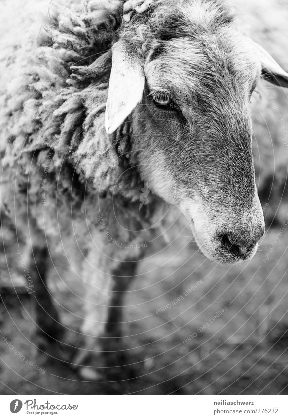 sheep Agriculture Forestry Nature Animal Pet Farm animal Animal face Pelt Sheep 1 Observe Looking Stand Dream Black White Love of animals Environment