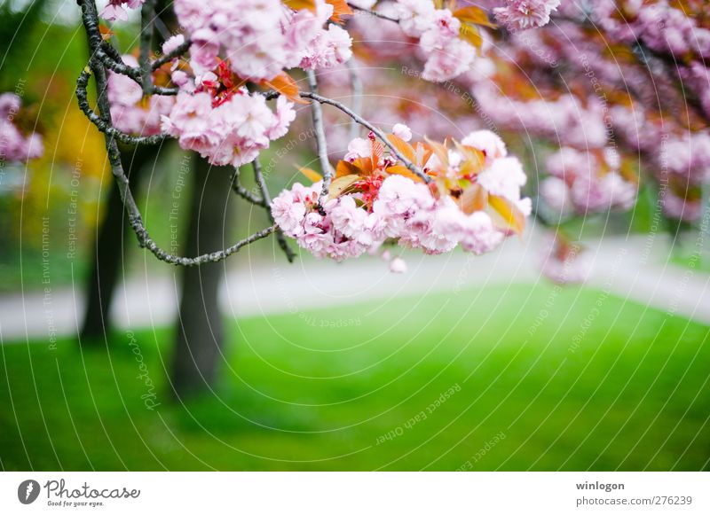 cherry blossoms Plant Tree Flower Grass Blossom Branch Cherry Cherry tree winlogon Beautiful Pleasant To enjoy Garden Park Blossoming Fragrance Authentic Simple