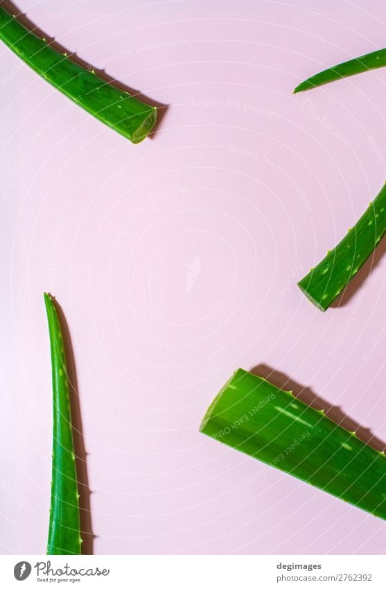 Aloe vera leaves parts on pink background. Contrasted backdrop Medical treatment Medication Spa Plant Leaf Fresh Bright Natural Green healthy care medicine