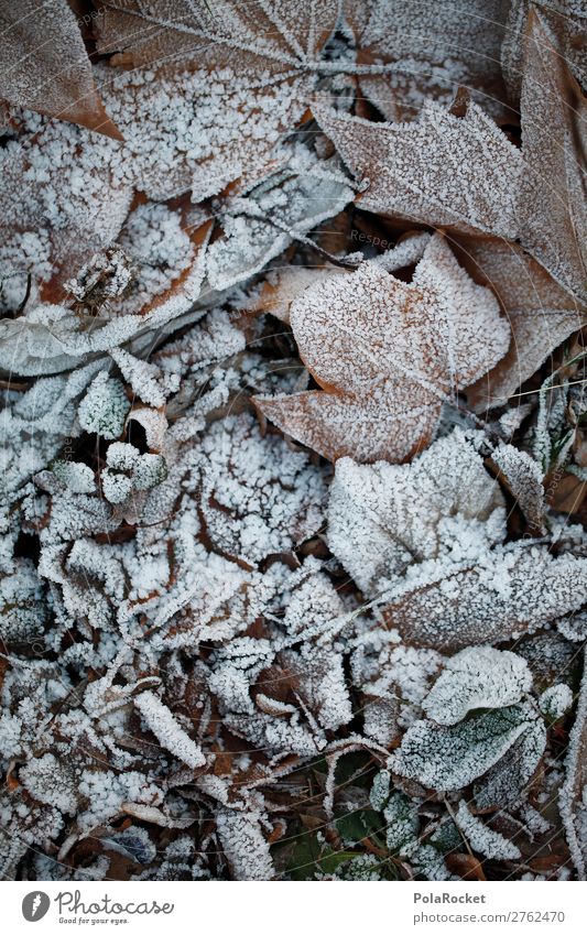 #A# Forest frost Art Work of art Esthetic Leaf Deciduous forest Frost Winter Cold Cold shock Colour photo Subdued colour Exterior shot Close-up Detail