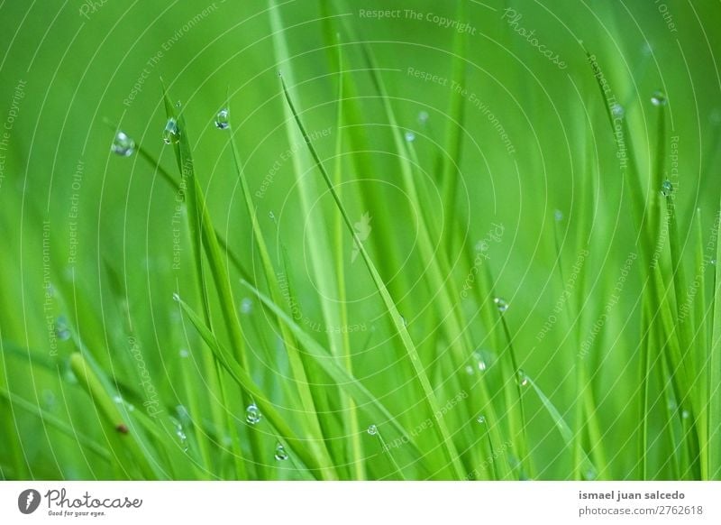drops on the green leaves Grass Plant Leaf Green Drop raindrop Glittering Bright Garden Floral Nature Abstract Consistency Fresh Exterior shot background