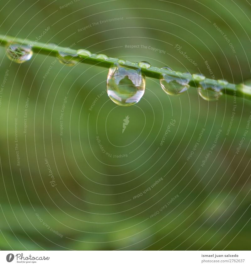 drops on the green plant Grass Plant Leaf Green Drop raindrop Glittering Bright Garden Floral Nature Abstract Consistency Fresh Exterior shot background