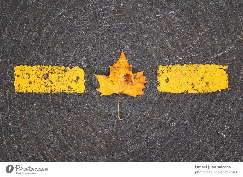 yellow leaf on the ground Leaf Yellow Nature Abstract Consistency Exterior shot background Beauty Photography fragility Autumn fall Winter
