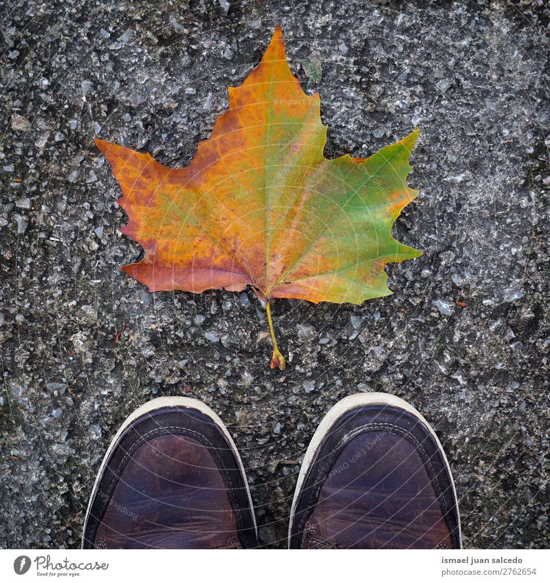 leaf and shoes Leaf Brown Nature Abstract Consistency Exterior shot background Beauty Photography fragility Autumn fall Winter