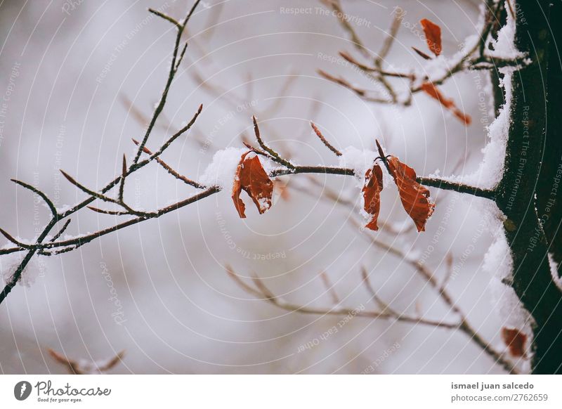 brown leaf and snow Leaf Brown Nature Abstract Consistency Exterior shot background Beauty Photography fragility Autumn fall Winter Snow
