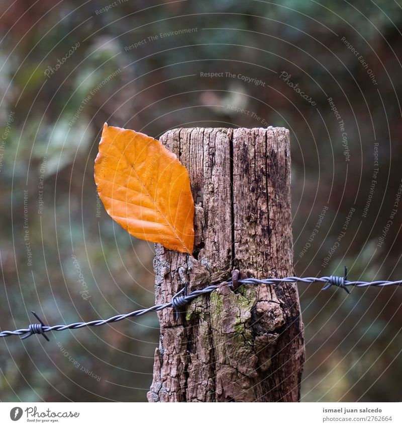 brown leaf in the fence Leaf Brown Nature Abstract Consistency Exterior shot background Beauty Photography fragility Autumn fall Winter