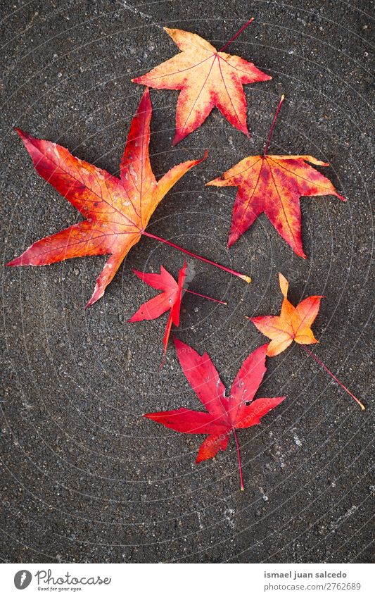 red leaves on the ground Leaf Red Nature Abstract Consistency Exterior shot background Beauty Photography fragility Autumn fall Winter