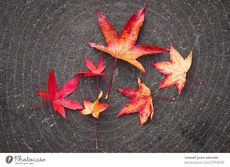 red leaves on the ground Leaf Red Nature Abstract Consistency Exterior shot background Beauty Photography fragility Autumn fall Winter