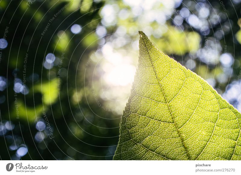 green Nature Sun Summer Beautiful weather Plant Leaf Forest Natural Green Colour photo Exterior shot Close-up Detail Macro (Extreme close-up) Copy Space left