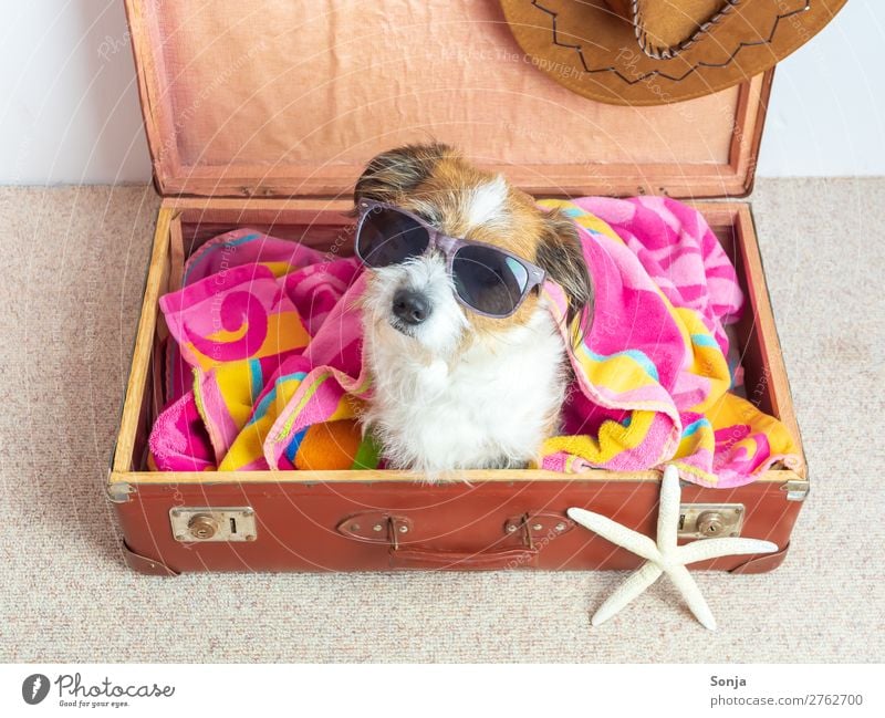 Dog with sunglasses in a suitcase Vacation & Travel Far-off places Summer vacation Animal Pet 1 Sunglasses Suitcase Bath towel Sunhat Sit Hip & trendy Maritime
