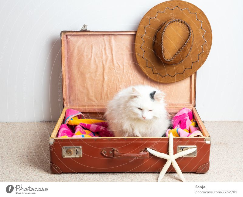 Cat in a suitcase Vacation & Travel Tourism Far-off places Summer vacation Animal Pet 1 Suitcase Rudbeckia Starfish Sit Brash Beautiful Funny Maritime