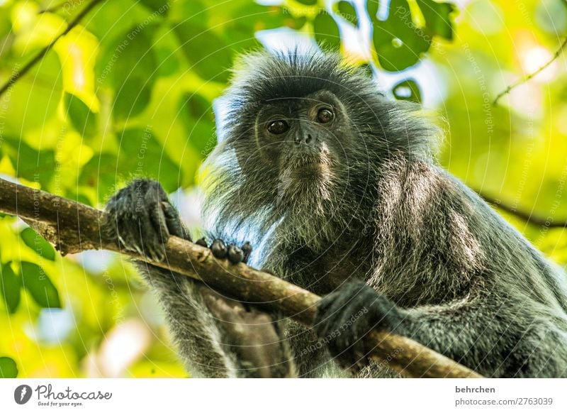 I see you! Vacation & Travel Tourism Trip Adventure Far-off places Freedom Nature Tree Virgin forest Wild animal Animal face Pelt Monkeys silver bonnet langur 1